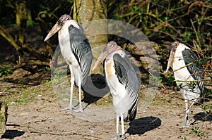 Three marabou storks, leptoptilos crumeniferus