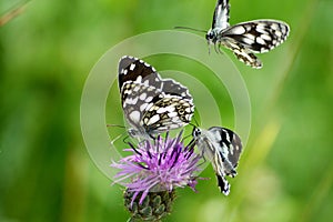 Three marbled white butterflysant the flower