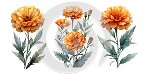 Three marigold flowers with leaves, Vintage botanical