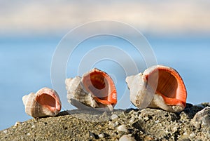 Three marine shells