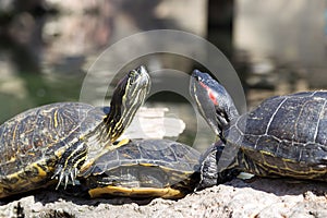 Three marsh turtles