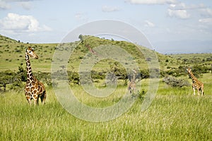Three Masai Giraffe at the Lewa Wildlife Conservancy, North Kenya, Africa