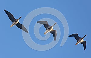 Three mature greater white-fronted geese Anser albifrons  fly above in morning blue sky