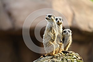 Three meercats on a lookout photo