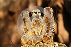 Three meercats on a lookout