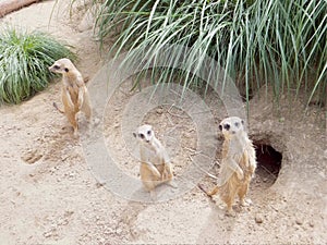 Three meerkats look around in different directions