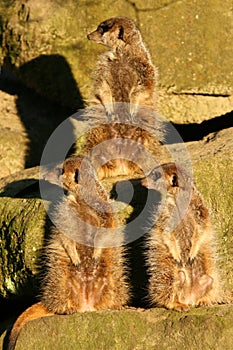 Three meerkats looking in the same direction