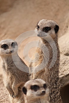 Three Meerkats on the lookout