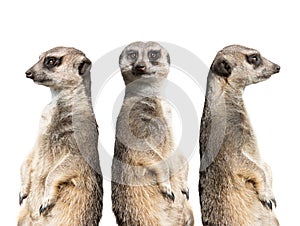 Three meerkats stand watch isolated on a white
