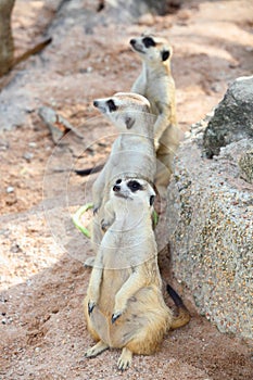Three meerkats (Suricata suricatta) are watching t