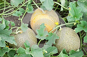 Three melons and plant