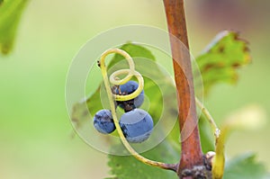 Three Merlot grapes on the vine and tendril.Selective focus