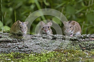 Three mice in the forest