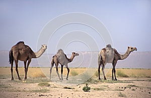 Three Middle Eastern camels in a desert