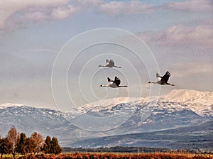 Three migrating birds