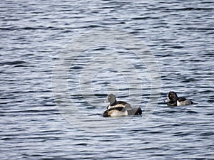 Three migrating ducks swim together in a Colorado lake