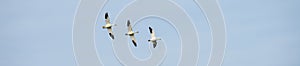 Three migratory snow geese flying in formation against a blue sky, as a nature background