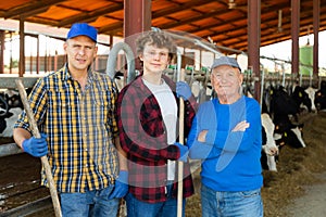 Three milk farm workers in cowhouse