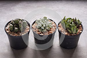 Three mini cactus in pots