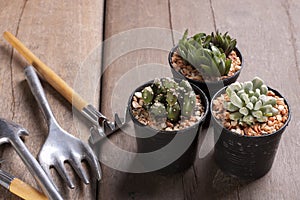 Three mini cactus in pots