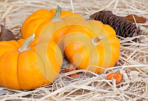 Three Mini Pumpkins