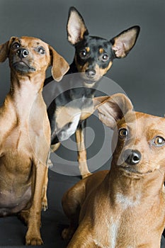 Three Miniature Pinschers