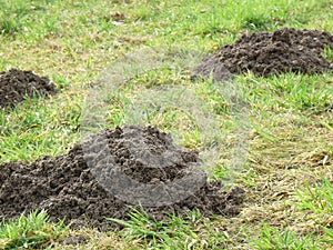 Three Molehill on a meadow photo