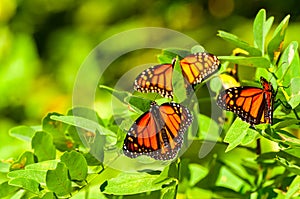 Three monarchs