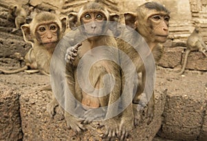 Three monkeys