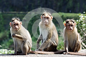 Tres monos 