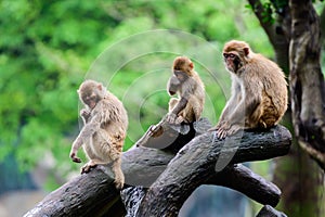 Three monkeys doing different things