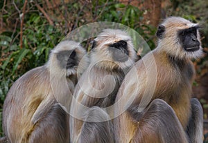 Three Monkeys (Langur)