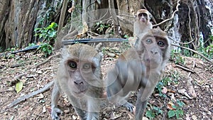 Three monkeys study the camera with interest. Animals touch it and try to spin it. Protect your territory from strangers, drive to
