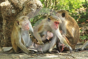 Three Monkeys with two cute kids - Mothers Love