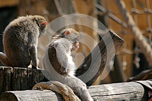 Three monkeys in the zoo