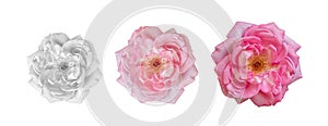 Three monochrome pink pastel rose blossoms in vintage painting style on white background