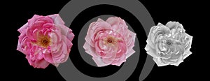 Three monochrome and pink pastel rose macros in vintage painting style on black background