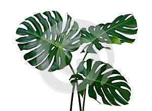 Three Monstera plant leaves, the tropical evergreen vine isolated on white background, path