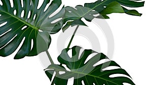 Three Monstera plant leaves, the tropical evergreen vine isolated on white background, path