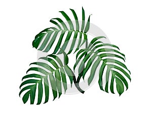 Three Monstera plant leaves, the tropical evergreen vine isolated on white background, path