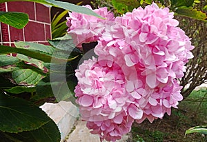 Three-month flower plant