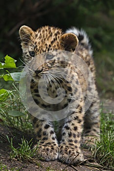 Amur leopard Panthera pardus orientalis photo
