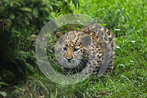 Amur leopard Panthera pardus orientalis