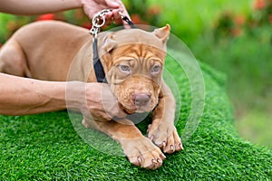 Three-month-old brown pitbull puppy. On the artificial grass inside the house,