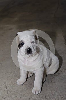 A three-month-old puppy of the Central Asian shepherd or Alabai. photo