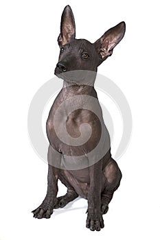 Three month old xoloitzcuintle puppy