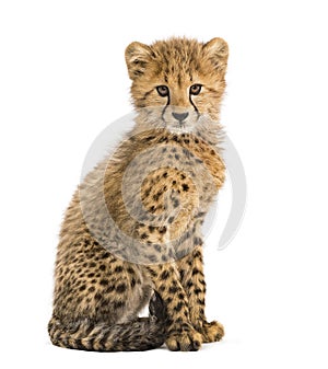 Three months old cheetah cub sitting, isolated