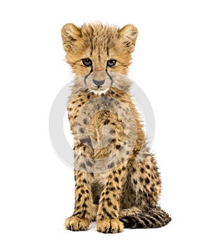 Three months old cheetah cub sitting, isolated