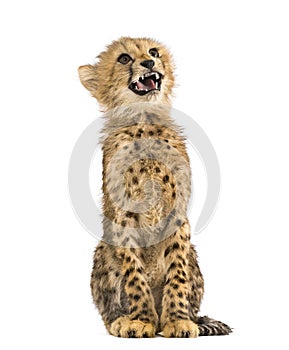 Three months old cheetah cub sitting, isolated
