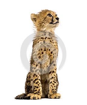 Three months old cheetah cub sitting, isolated